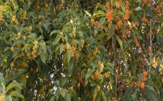 常见的种植树种有哪些，常见的有桂花树、金玫瑰等