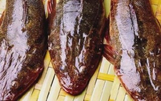 鲬鱼的价格，一斤需要3-6元左右