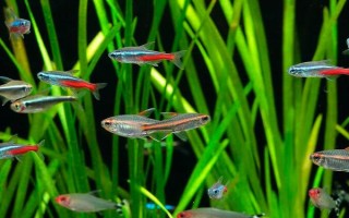 红绿灯鱼多大可以繁殖，养8-10个月便可繁殖