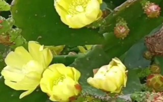 仙人掌有什么花语，具有坚强、等待、心底的爱等含义