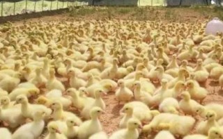 雏鹅怎么饲养，出壳后要在一天内饮水开食