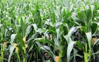 珍谷188玉米品种简介,每亩用15公斤尿素