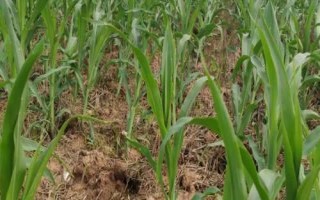 文研038（试验名称：文研038）玉米种子特点，在中上等肥力地块种植