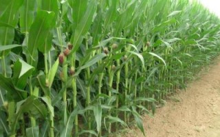 泽奥712玉米品种的特性，4月下旬至5月上旬播种