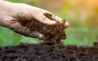 尤加利的养殖方法，每天晒光6小时左右