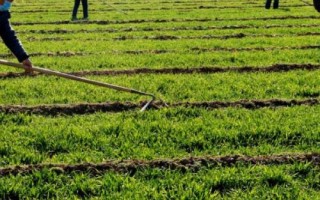 麦田如何除草，生长后期常采用人工拔除