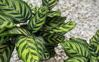孔雀竹芋有哪些寓意，寓意多姿多彩、生命在于运动等