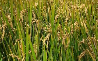博Ⅱ优382水稻品种简介,中抗白叶枯病(Ⅳ型菌1~3级