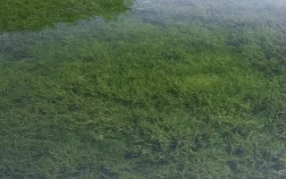 养殖水草需要打氧吗，一般情况下不需要打氧