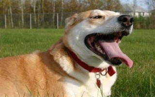 狗狗为什么呼吸困难，常见以下5个原因