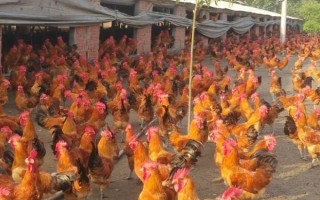 一个平方散养多少只鸡，0-4周龄能养10-15只/平方米