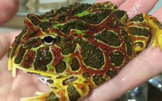 角蛙的生长发育全过程，从蝌蚪到幼体再到成体