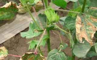 猕猴桃僵苗怎么处理，要适量浇水并定期施肥