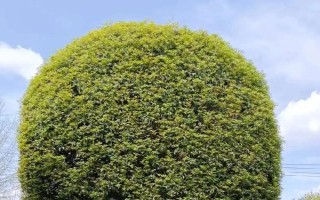 怎么修剪桂花树才能让它矮化，在幼树时期打顶可以控制株高