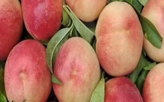 桃子不甜的原因，可能是品种或光照不够的原因