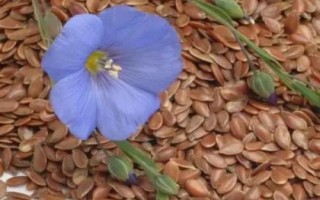 青稞种子怎么挑选，颗粒大小、产量高低等都为评判标准