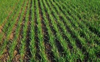 哪个品种的春小麦高产，可以选择新春6号、新春10号