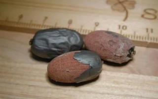 苹婆的种植方法，要使用点播的形式