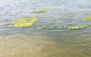 池塘水浑浊如何处理，可采取加水换水、清塘改底等措施