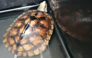 石金钱龟的销售方式，都会有人上门进行收购