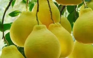 柚子是什么季节的水果，属于秋季水果