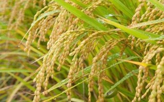 福优366水稻种子简介,插植密度20厘米×20厘米
