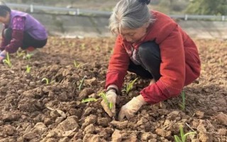 夏玉米补种注意事项，所选品种的生长期需短于原种