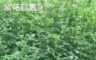 适合冬天种植的牧草,根据当地气候进行合理选择