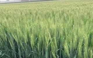 武春11号小麦品种的特性,河西灌区在3月中上旬播种