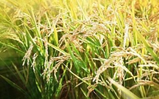 荆118S水稻品种简介，11月下旬播种