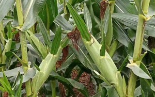 豫安3号玉米品种的特性，防治玉米螟虫