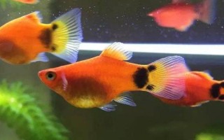 鱼是怎么繁殖的,大多数的鱼儿都是卵生