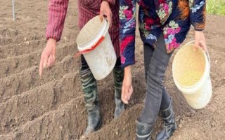 大豆的播种时间，一年四季都可以播种