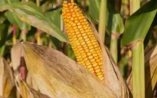 优迪599玉米种子特征特性,5月下旬至6月中旬播种