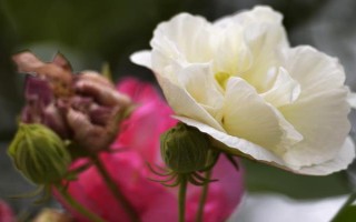 怎么养芙蓉花,夏季需要做好遮阴措施