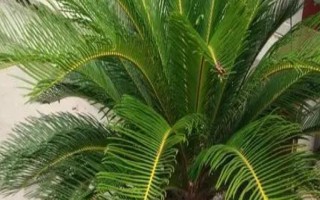 铁树零下6度会不会冻死，在零下6度的环境中会冻死