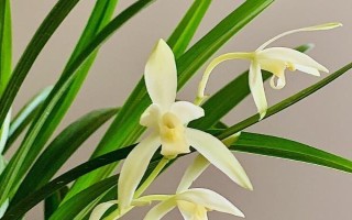 影响兰花生长的因素，温湿度一定要控制到位