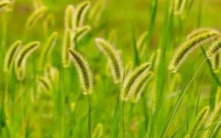 狗尾巴草的特点，具有很强的生命力和环境适应能力