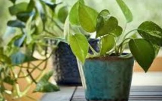 种植绿萝的好处,可美化环境、净化空气等
