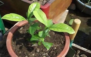 栀子花如何扦插，在八月份左右进行