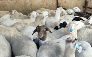喂养15只羊如何节省成本,种草养羊可以节省饲料