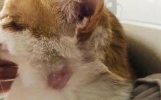 犬猫食物中毒有什么症状，具有精神沉郁、食欲降低、呕吐腹泻等表现
