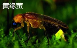 萤火虫种类,不同品种的体型不同