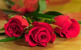 圣诞节适合送哪些花卉,玫瑰花、百合花、郁金香等品种可以考虑
