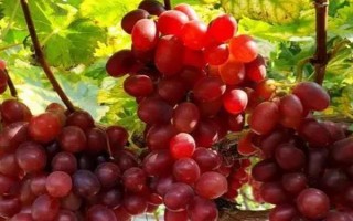 哪个品种的提子好吃，常见的有美人指、温克提子、黑珍珠等