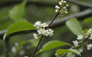 冬青树有什么特点,其枝叶繁茂且四季常青