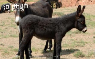 野生驴的蹄子为何不长,原因是运动量大会产生磨损