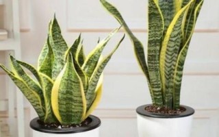 盆栽虎皮兰的繁殖方法，可分株或扦插繁殖