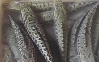 黑鱼为什么有蟒蛇纹,是一种保护色