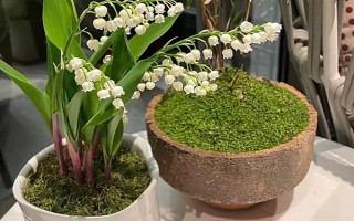 为什么铃兰不开花，可能是花土过湿或阳光不足所致